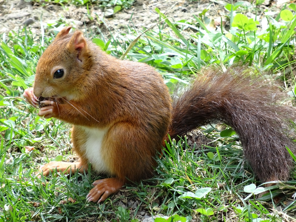 Petit écureuil mange tranquillou