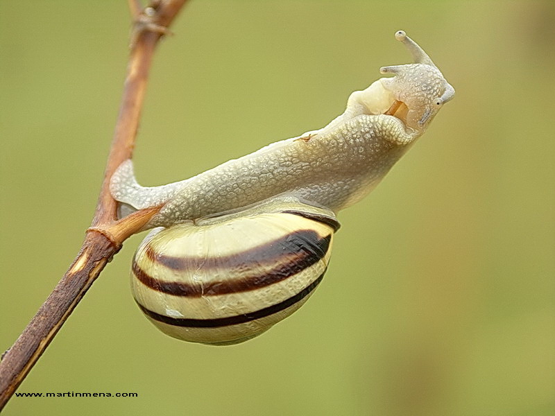 petit escargot