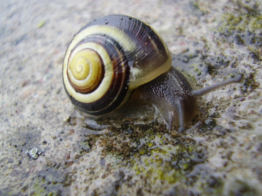 petit escargot deviendra grand