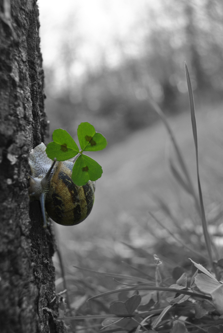 Petit escargot porte sur son dos...