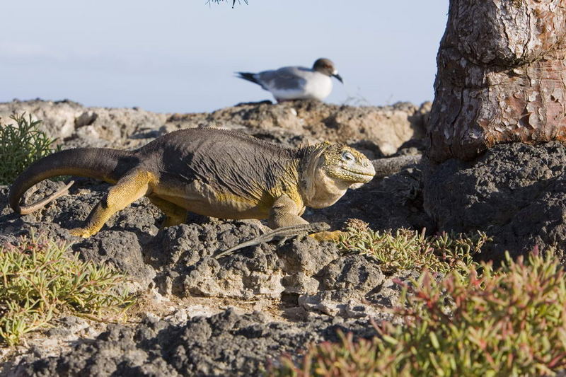 petit et gros lézard