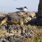 petit et gros lézard