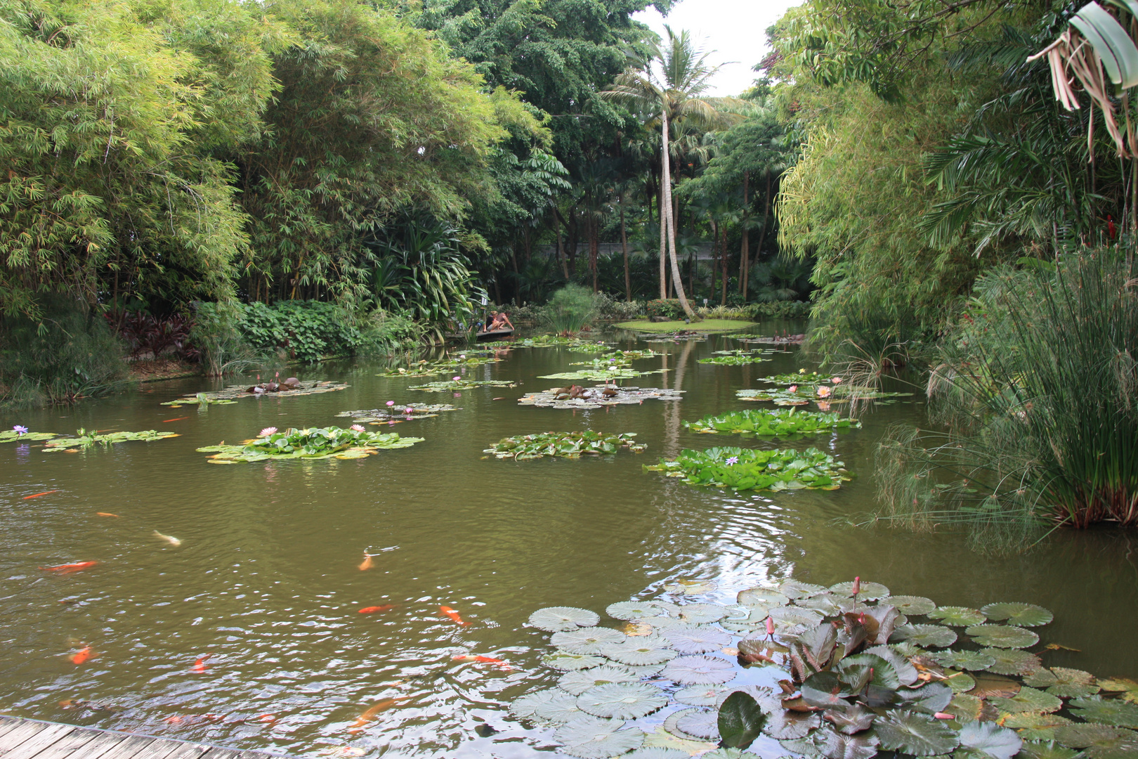 Petit étang avec poissons