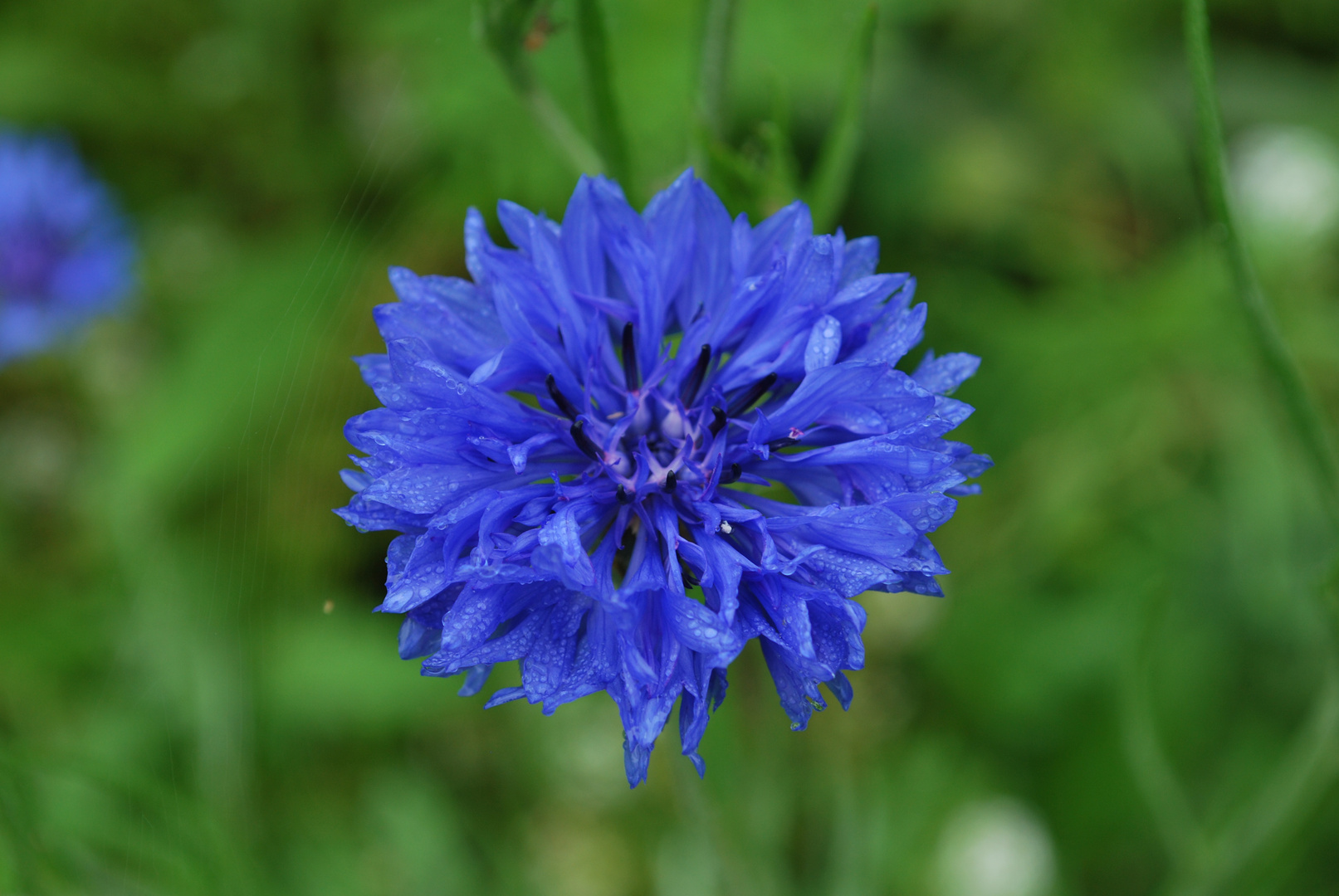 Petit fleur...