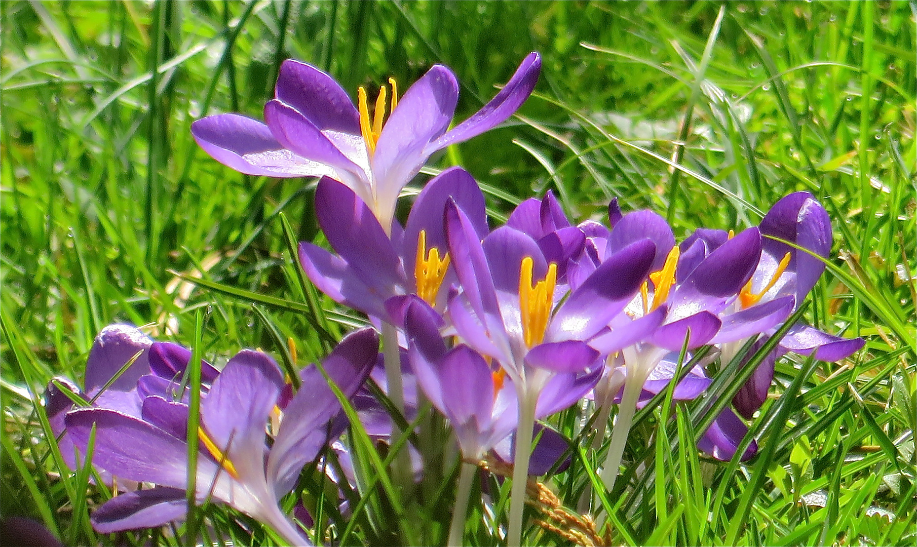 ..petit fleurs sur la prè !!!...