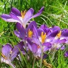 ..petit fleurs sur la prè !!!...