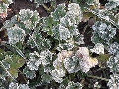 ..Petit givre, ce matin..