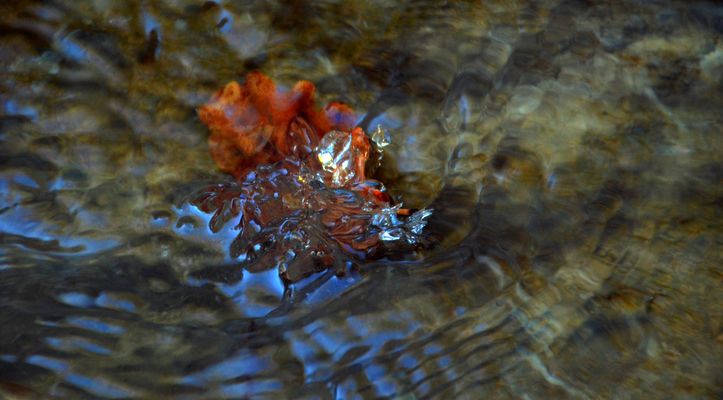 * petit glaçon sur feuille *