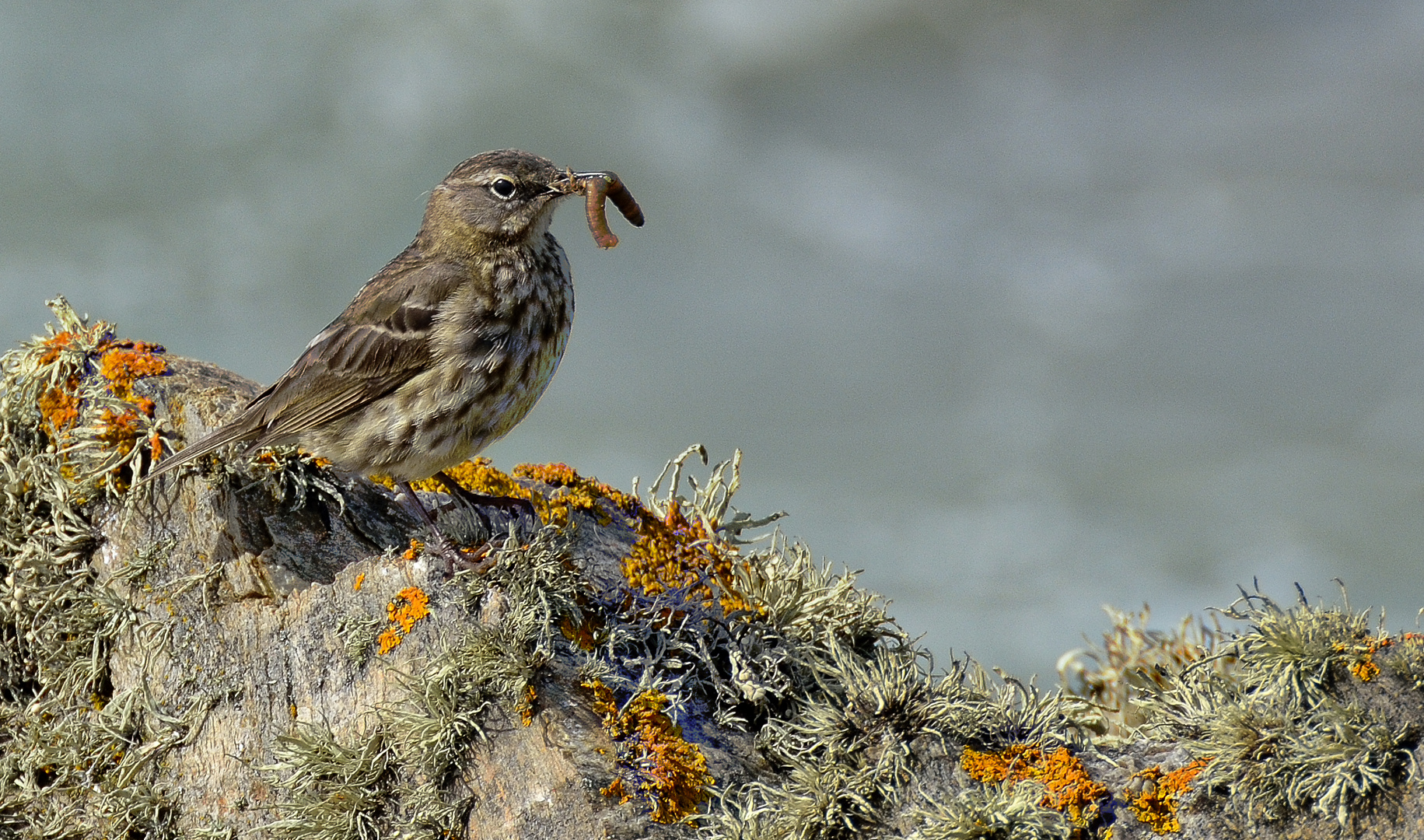 ¨Petit gourmand