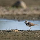 Petit Gravelot (little ringed plover)