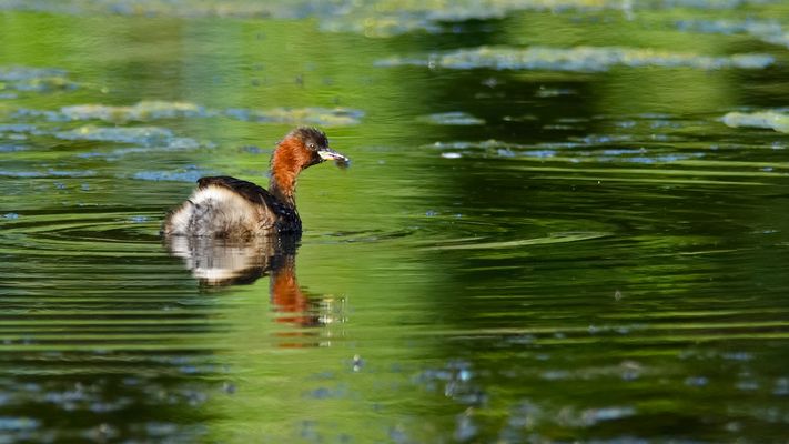 Petit grèbe