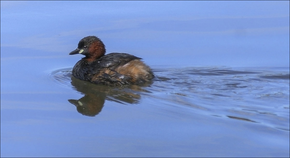 Petit Grébe en promenade