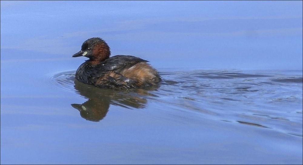 Petit Grébe en promenade