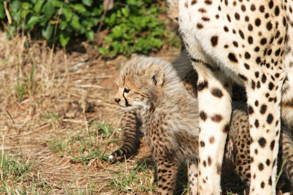 Petit guépard (Cheetah cub) - Masai Mara / Kenya