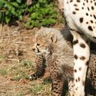 Petit guépard (Cheetah cub) - Masai Mara / Kenya