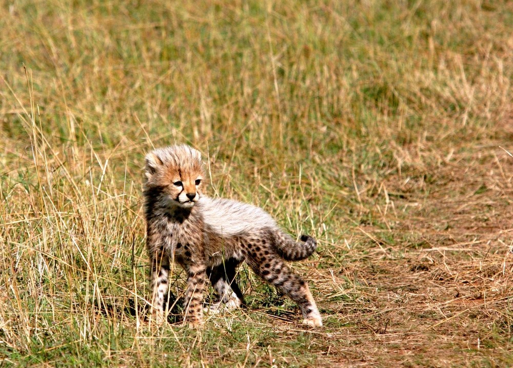 Petit guépard (Cheetah cub) - Masai Mara / Kenya - Quand je serais grand ...