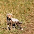 Petit guépard (Cheetah cub) - Masai Mara / Kenya - Quand je serais grand ...