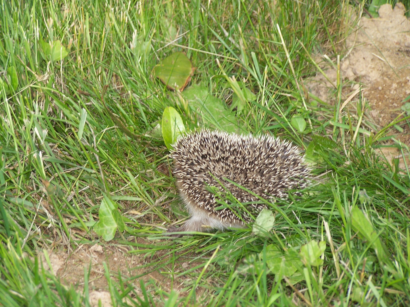 Petit hérisson en boule et dérangé dans son hibernation par des chats.