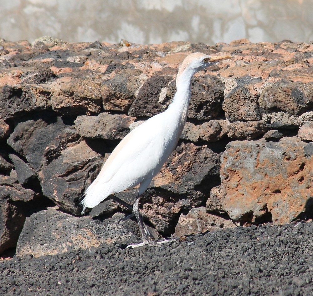 PETIT HERON ?