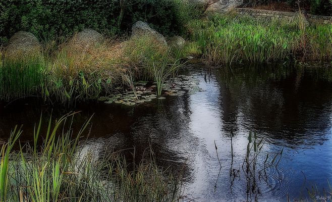 Petit jardin aquatique