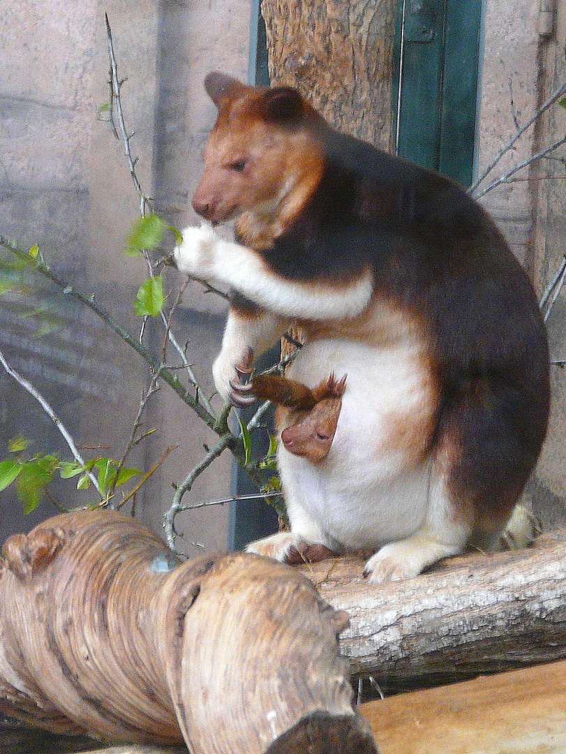 Petit kangourou curieux