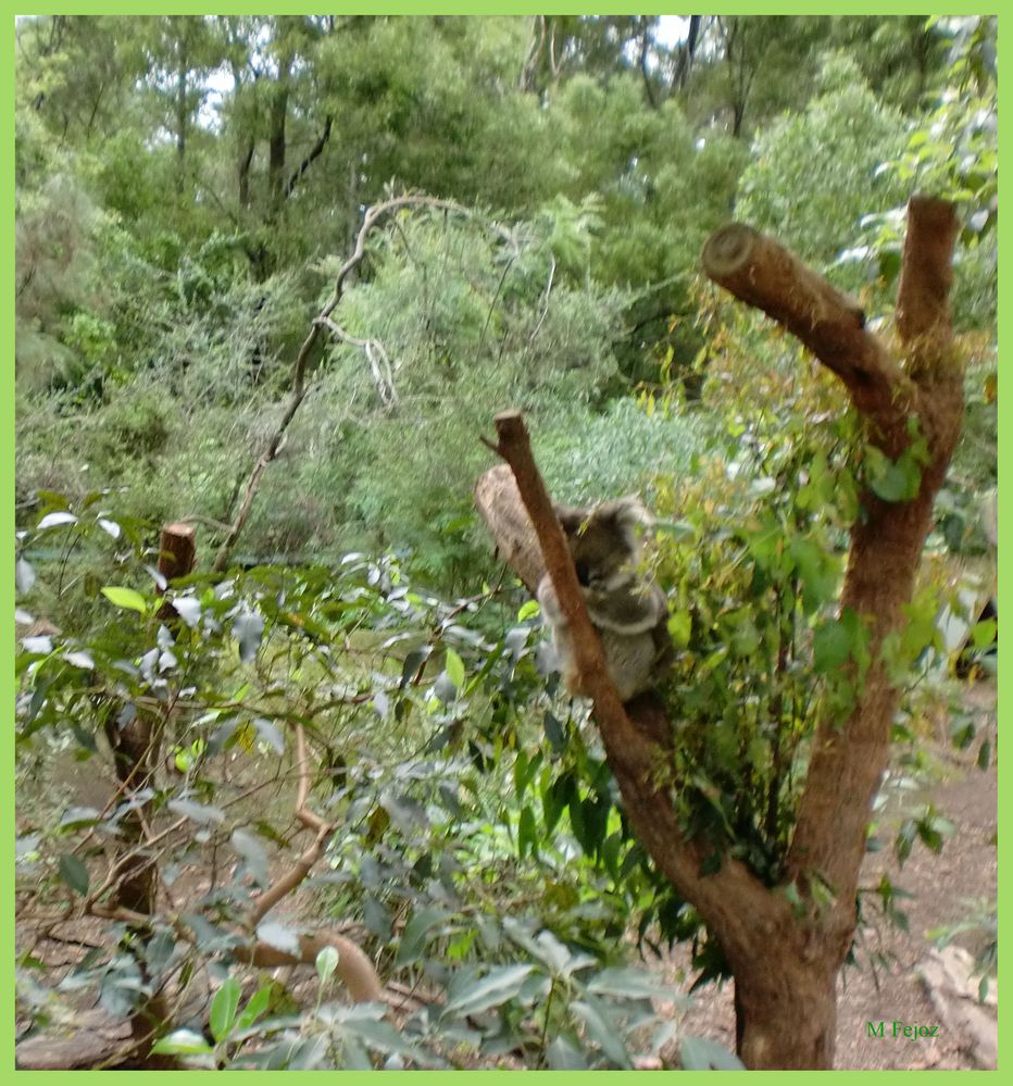 Petit koala