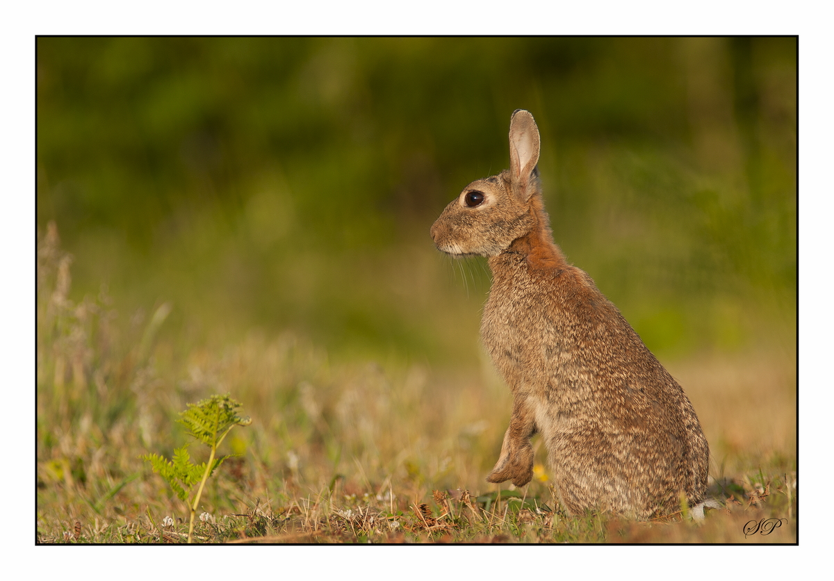 Petit lapin de garenne breton