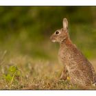 Petit lapin de garenne breton