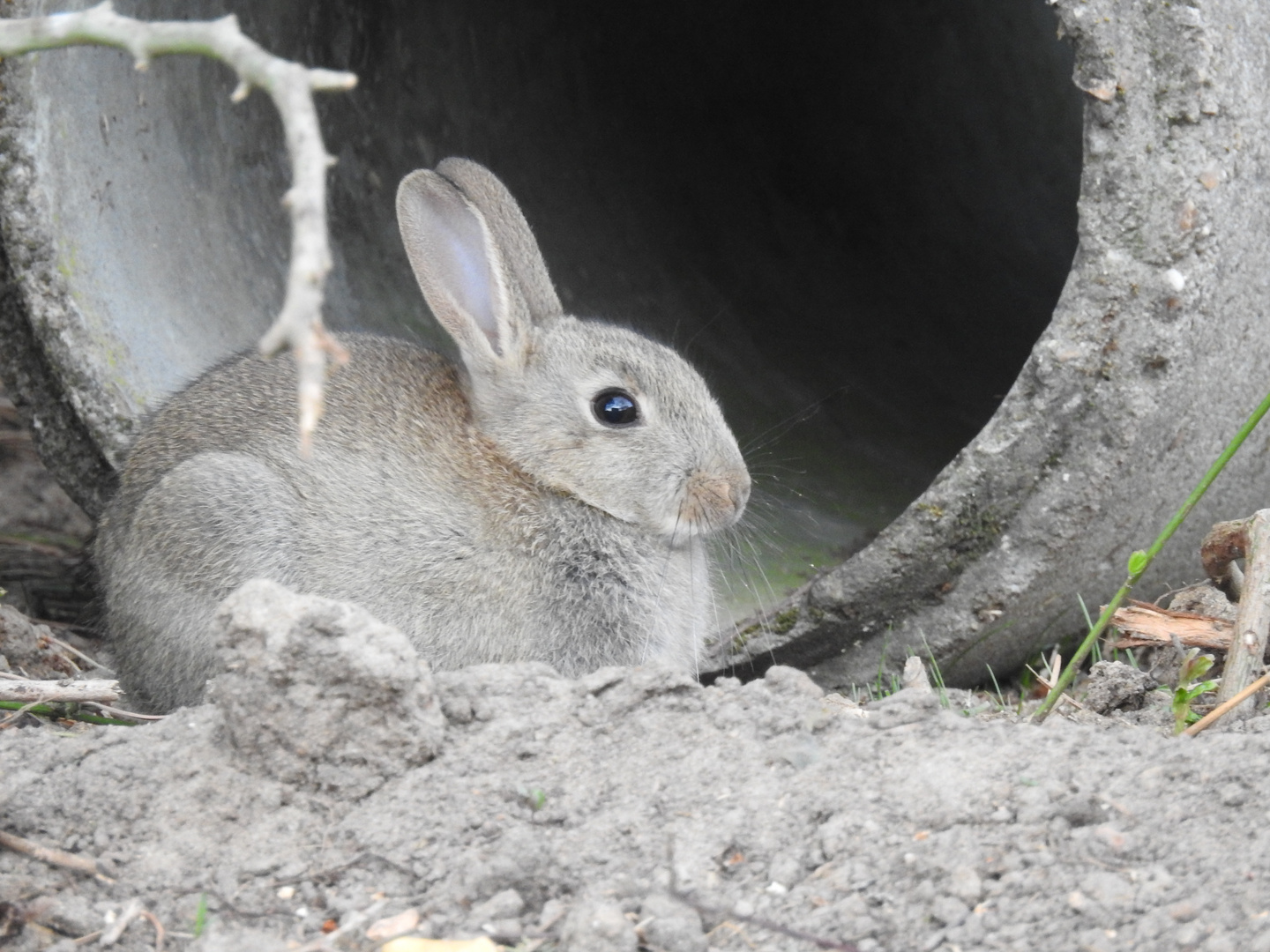 Petit lapin de pâque