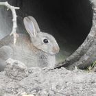 Petit lapin de pâque