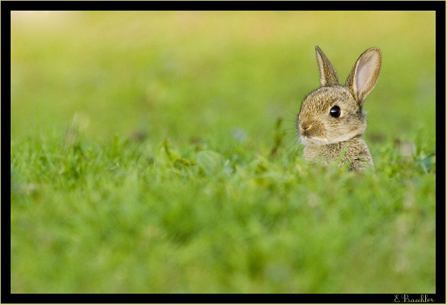 Petit Lapin