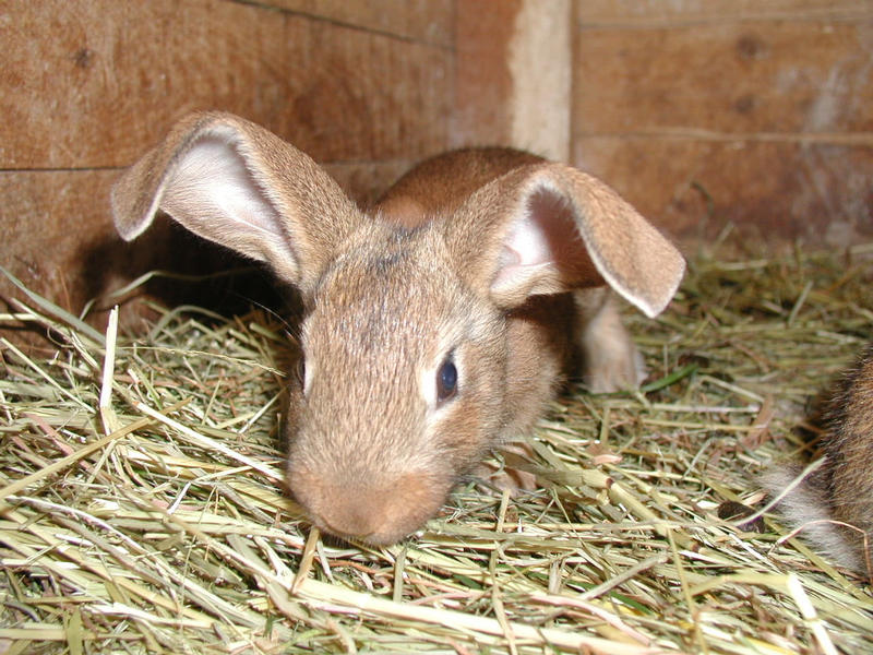 petit lapin - kleiner Hase