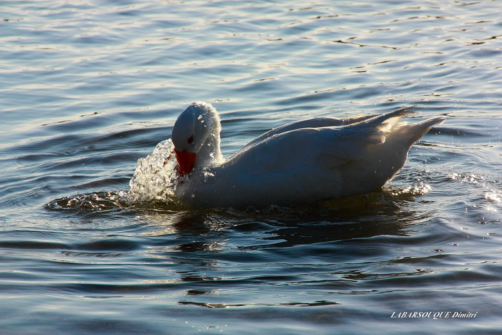 Petit lavage!!