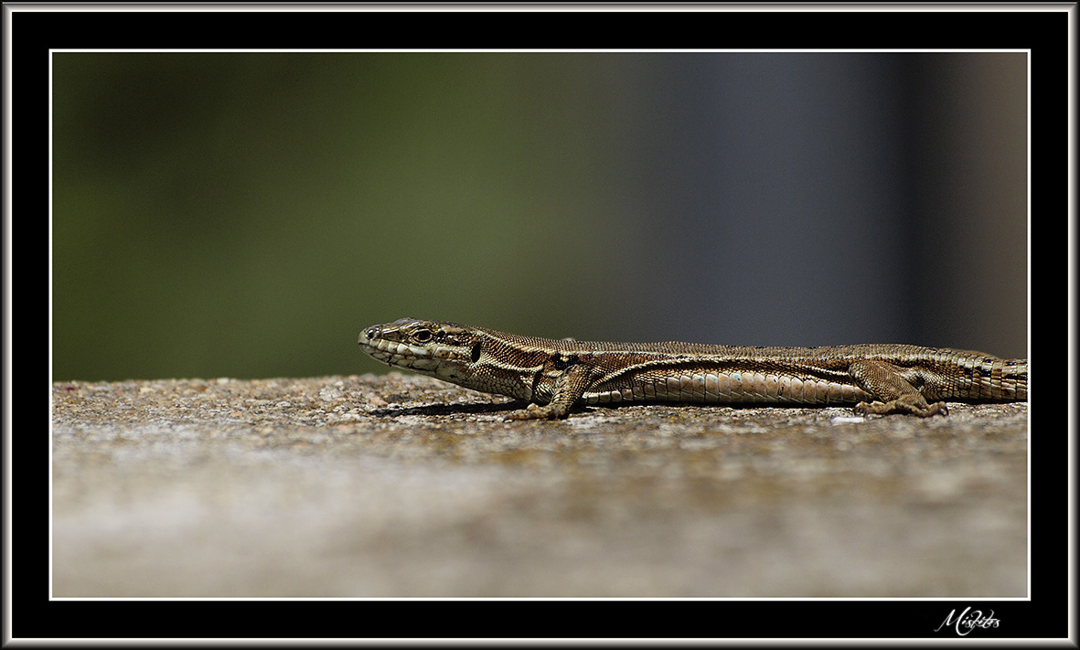 Petit lézard