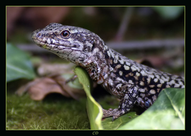 petit lézard à Bordeaux