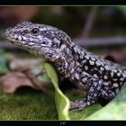 petit lézard à Bordeaux