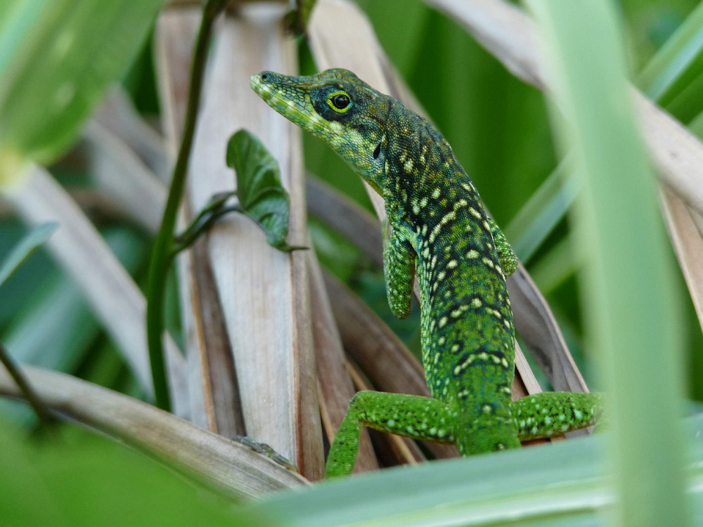 Petit Lézard Martiniquais