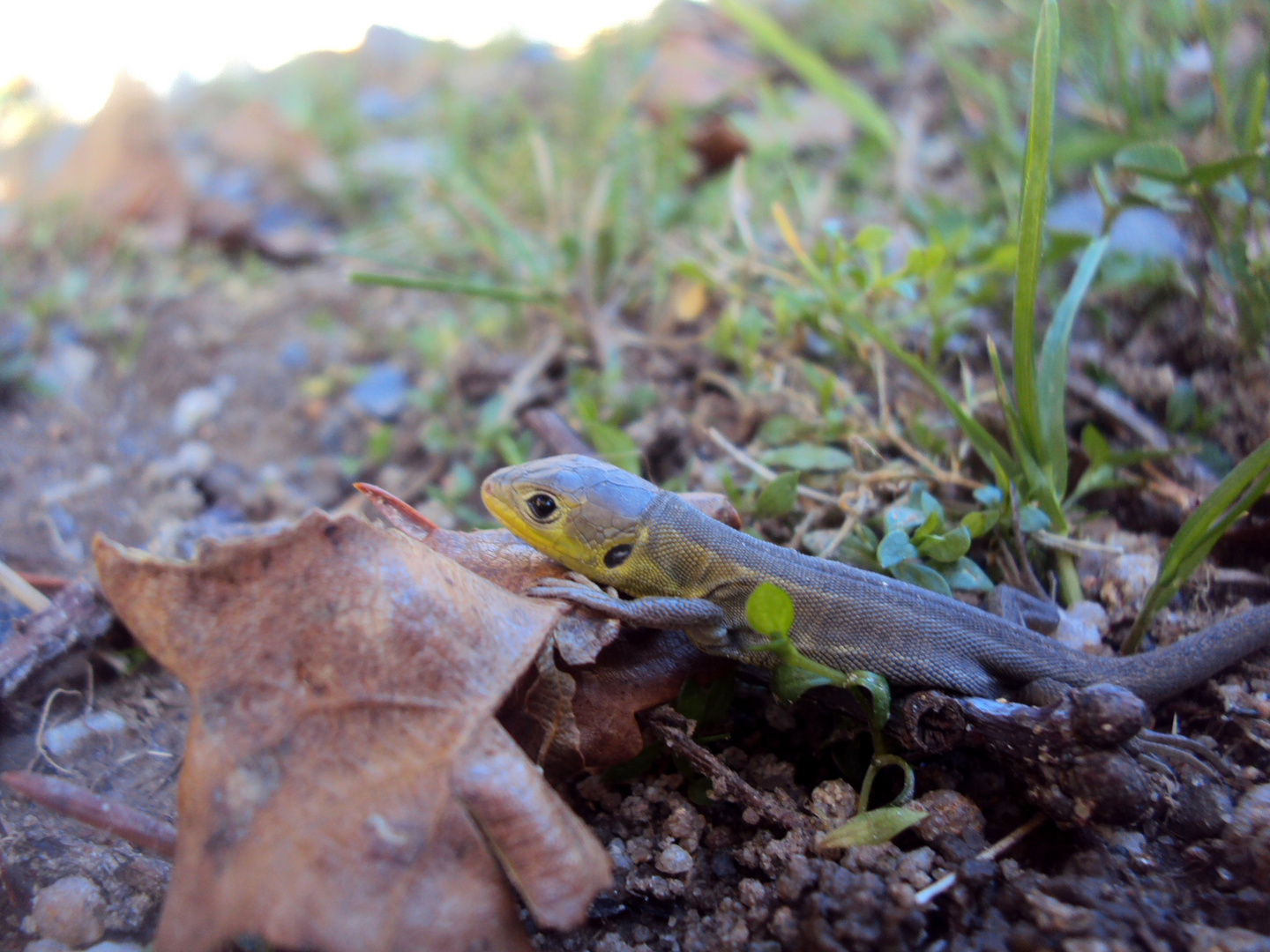 Petit lézard vert