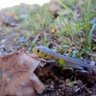 Petit lézard vert