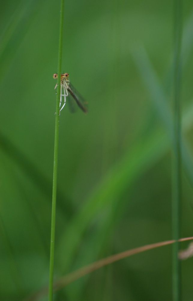 Petit lutin des herbes