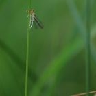 Petit lutin des herbes