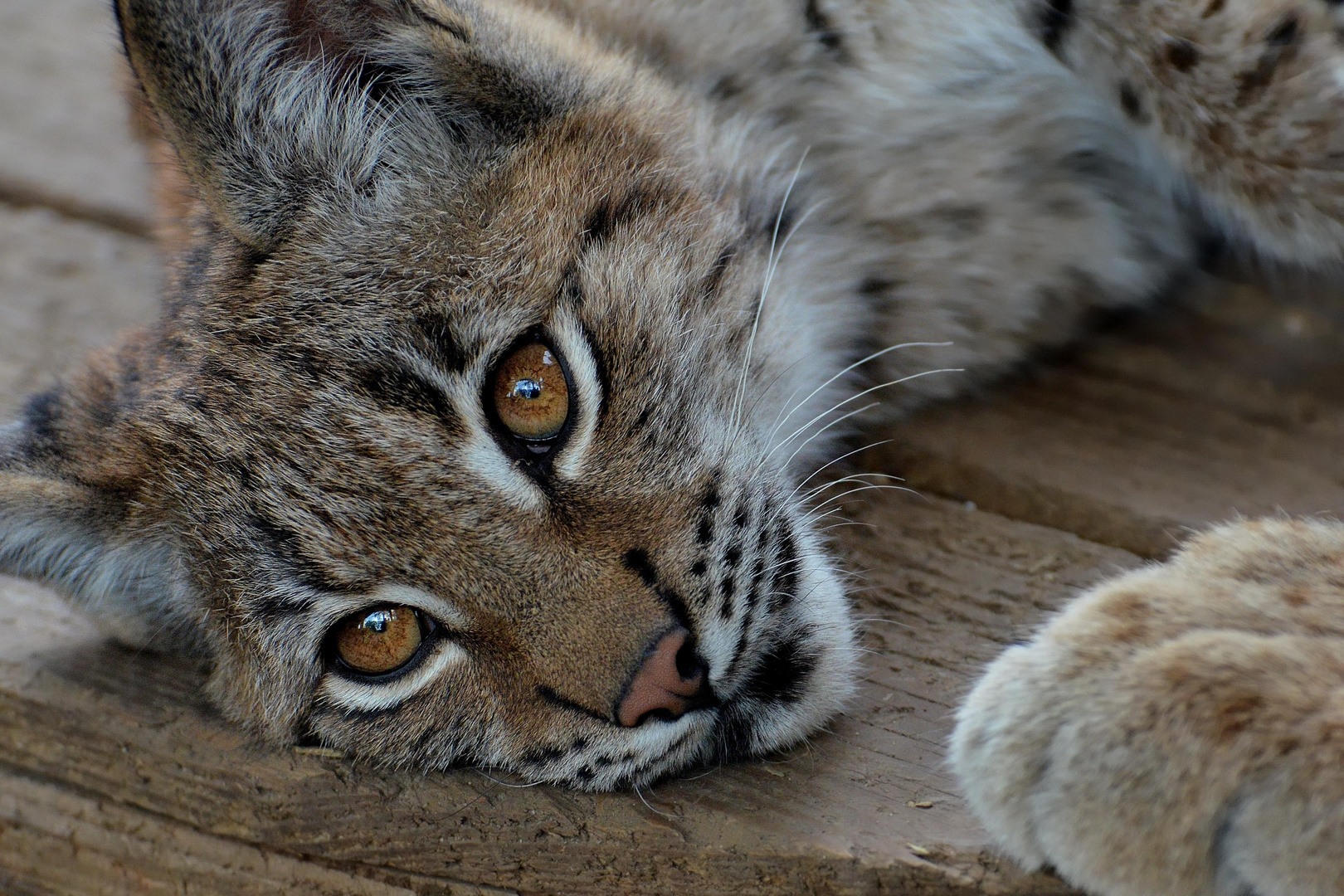 Petit lynx