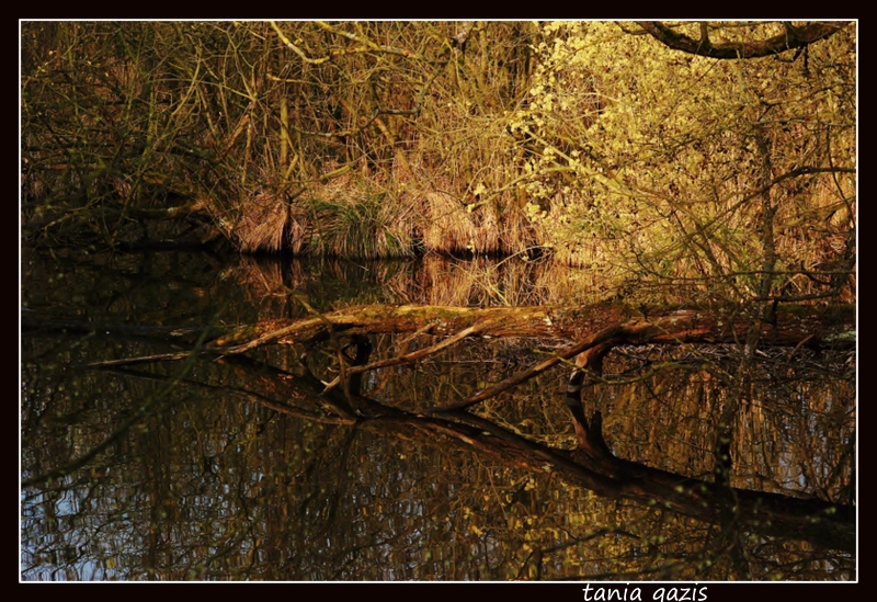 petit marais ...