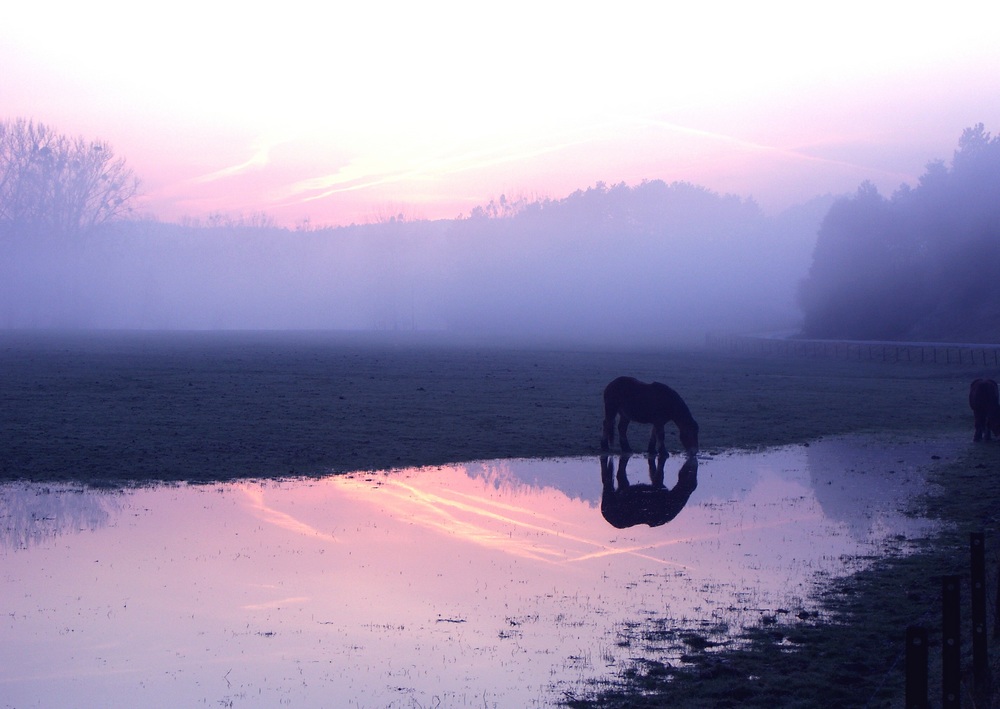 Petit matin à Han-sur-Lesse