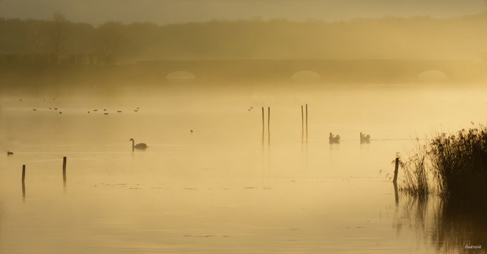 Petit matin brumeux