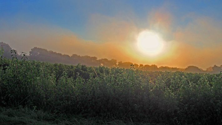 Petit matin brumeux sur les vignes de la Ténarèze