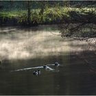 Petit matin brumeux sur l'étang