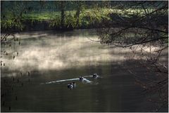 Petit matin brumeux sur l'étang