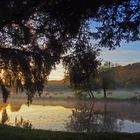 Petit matin dans des prés poitevins