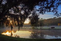 Petit matin dans des prés poitevins